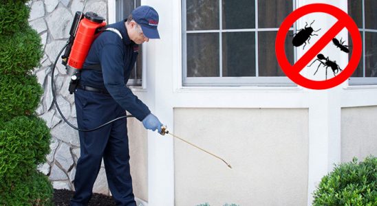 Ulamış Kene İlaçlama böcek ilaçlama ve haşere kontrolü — ilaclama-tr.com